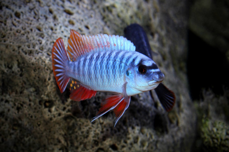 Labeotropheus fuelleborni 'Thumbi West Island'